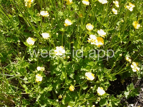 buttercup, creeping